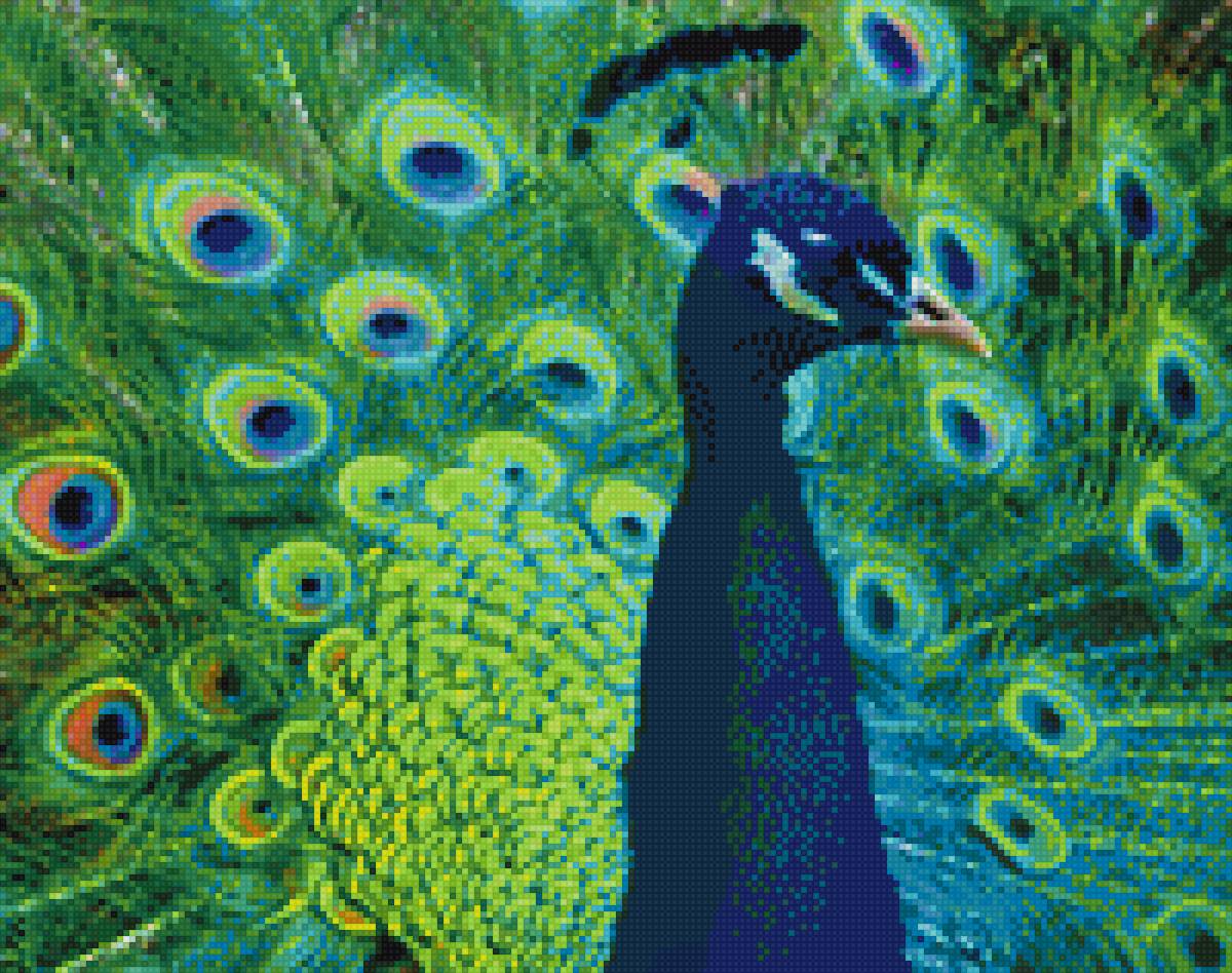 Павлин - птица, павлин - предпросмотр