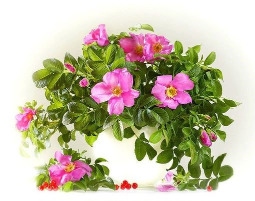 ЦВЕТУЩИЙ ШИПОВНИК - цветущий шиповник - оригинал