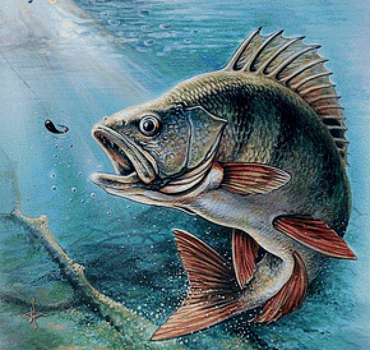 Окунь - рыбалка, рыба, окунь - предпросмотр