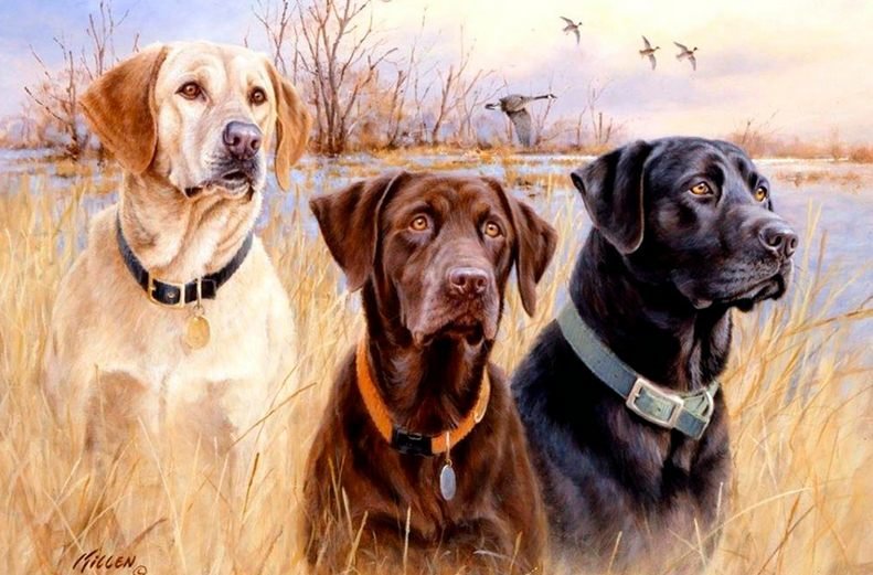 В ожидании команды - охота, река, собаки - оригинал