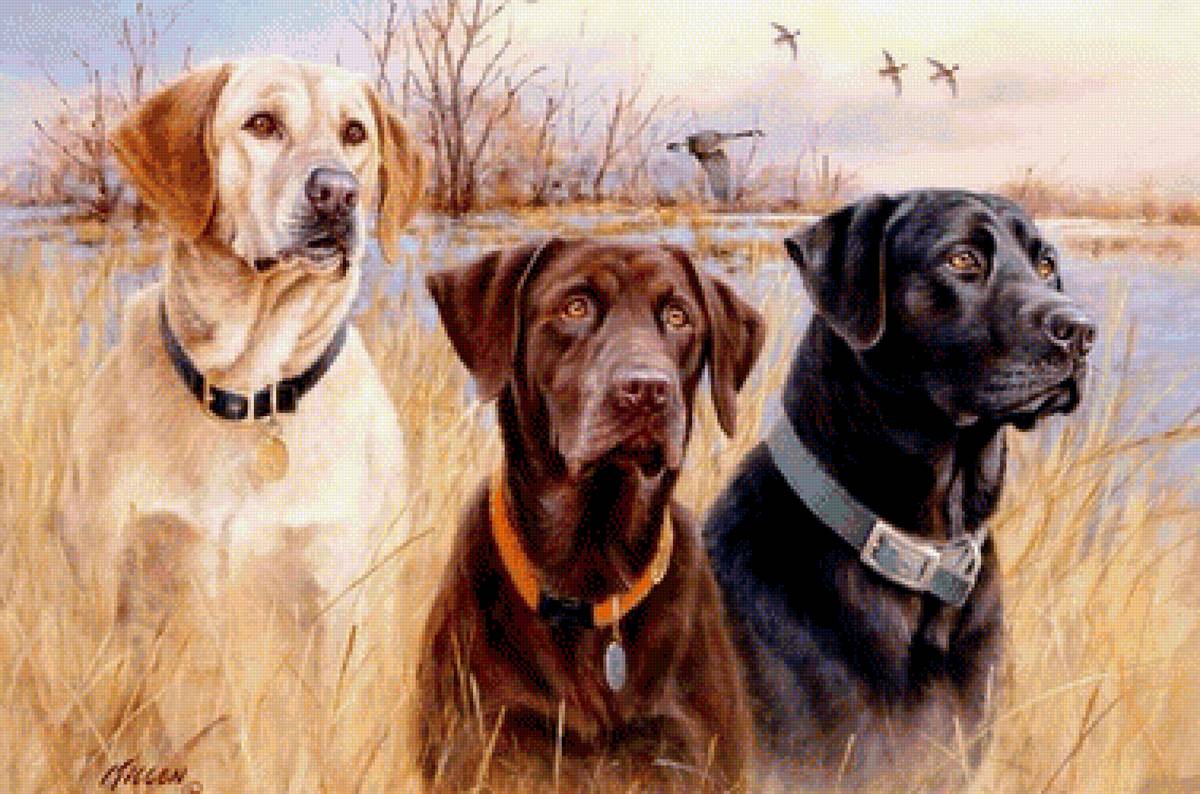 В ожидании команды - река, охота, собаки - предпросмотр