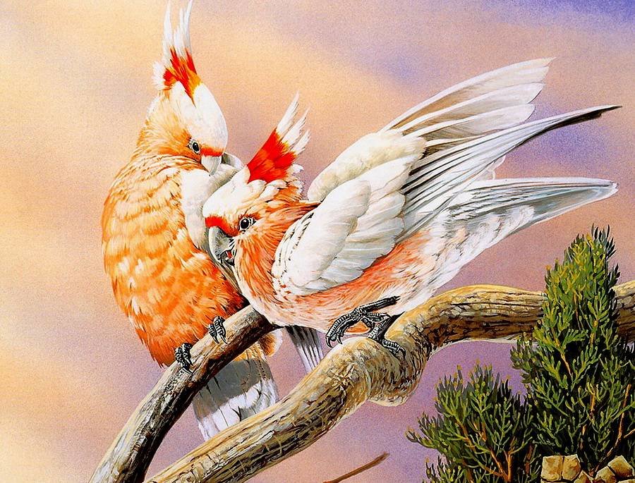 Два попугая - ветвь, птицы - оригинал