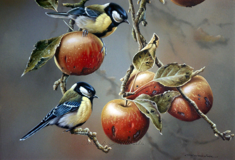 Угощение созрело! - птицы, ветвь - оригинал