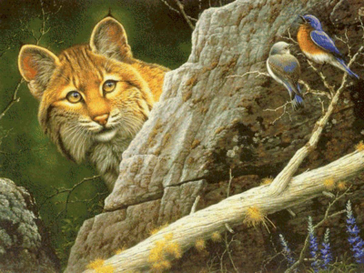 Рысь - птицы, рысь, животные, природа, лес, рисунок, птички - предпросмотр