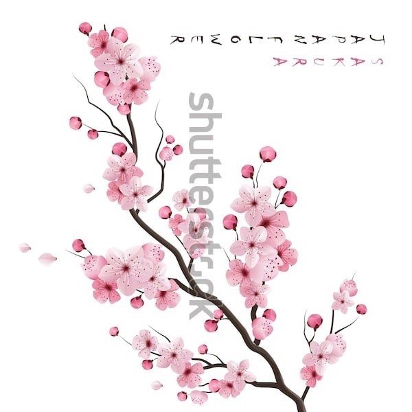 сакура - оригинал