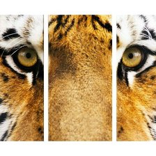 Схема вышивки «Триптих тигр»