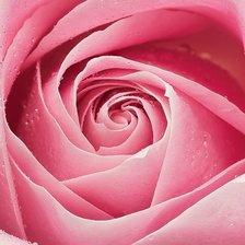 Схема вышивки «Роза»