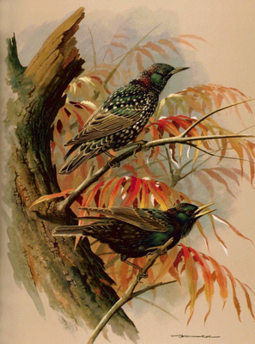 Красивая пара - птицы, ветвь - предпросмотр