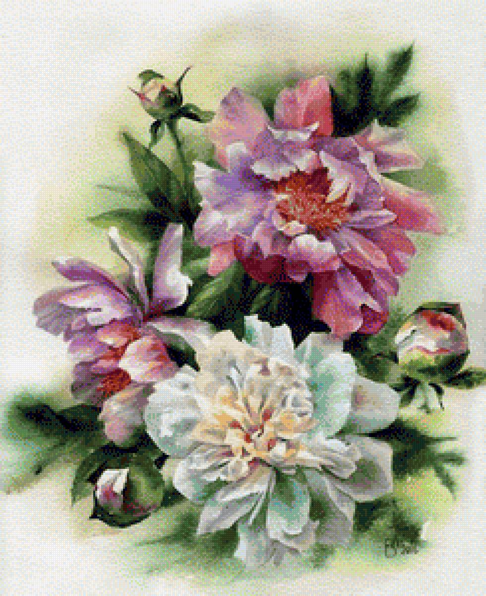 ПИОНЫ - пионы - предпросмотр