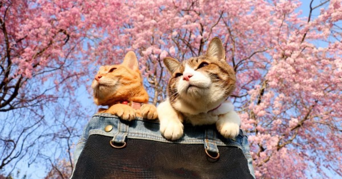 Два кота - оригинал