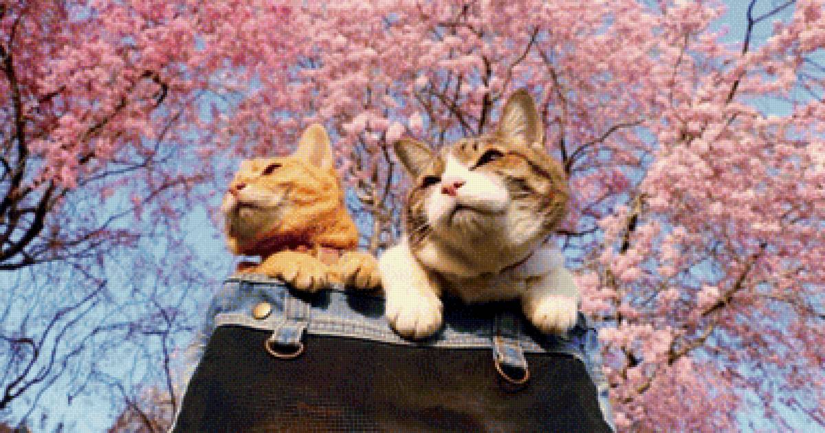 Два кота - предпросмотр