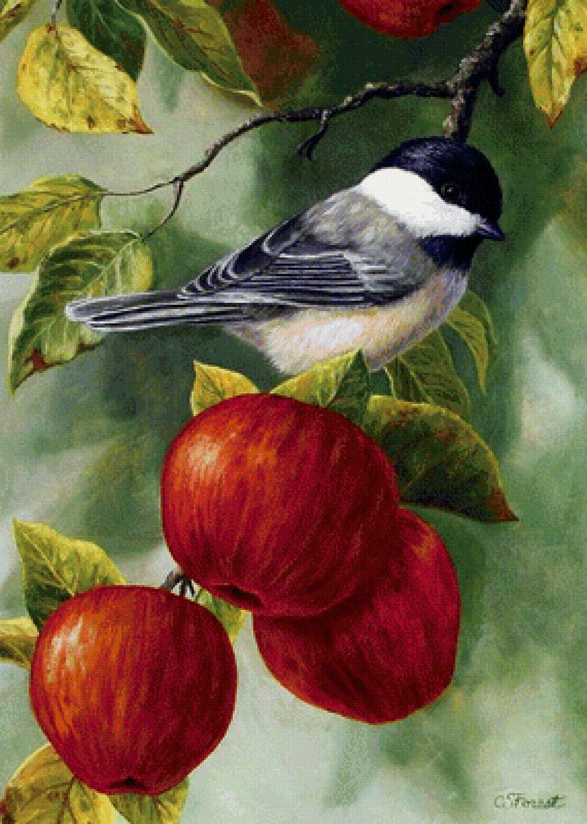 Угощение созрело!_2 - яблоки, ветвь, птица - предпросмотр