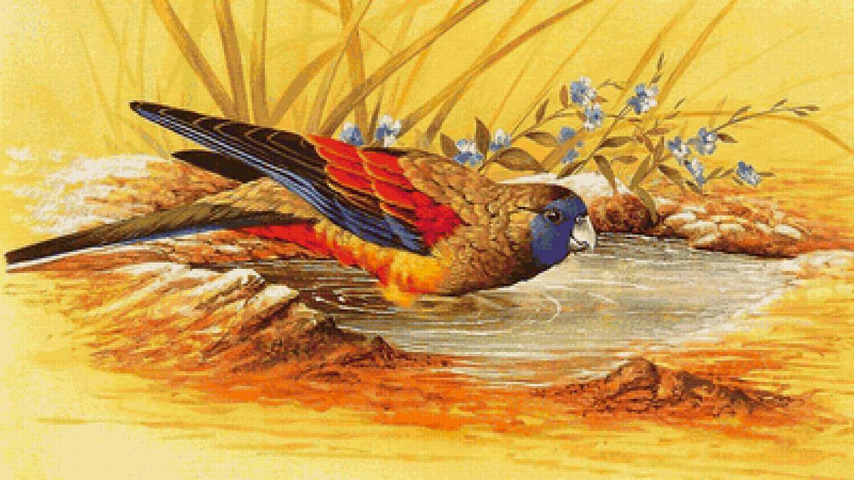 Красавец попугай - птица, вода - предпросмотр