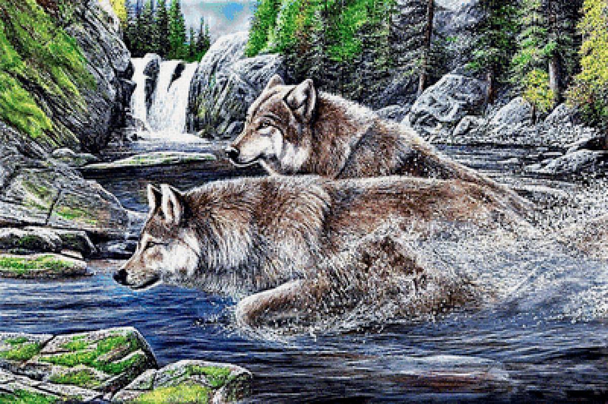 №1892164 - волки - предпросмотр