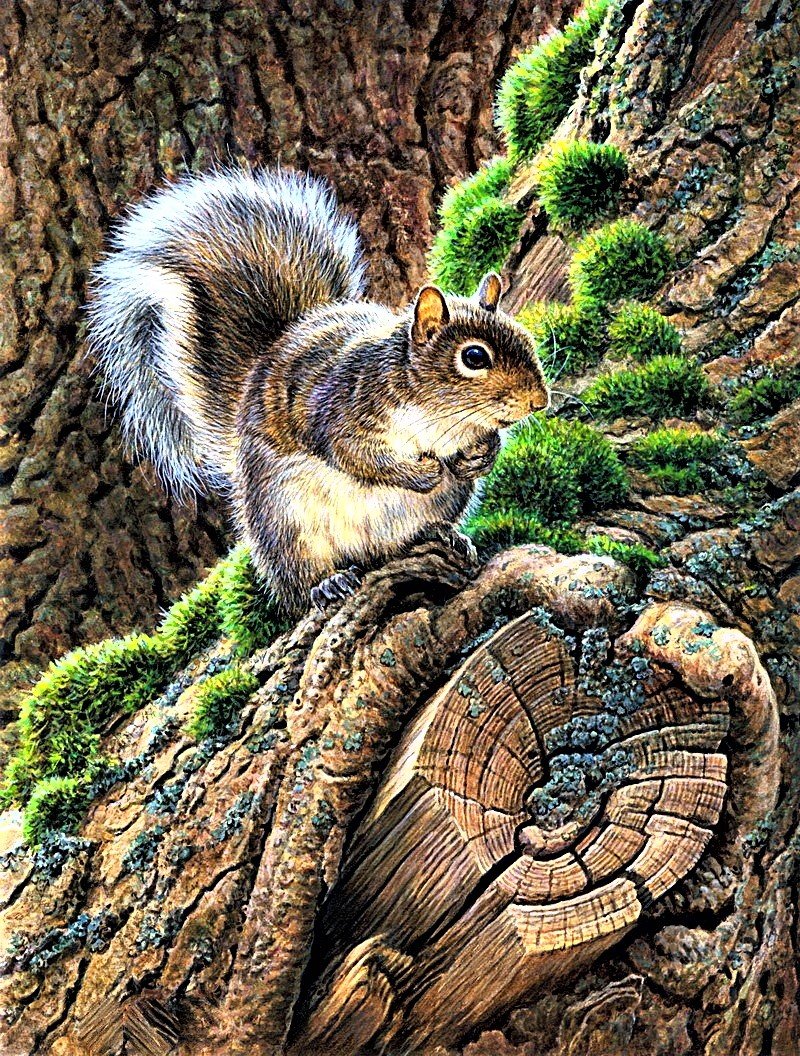 №1892175 - белка - оригинал