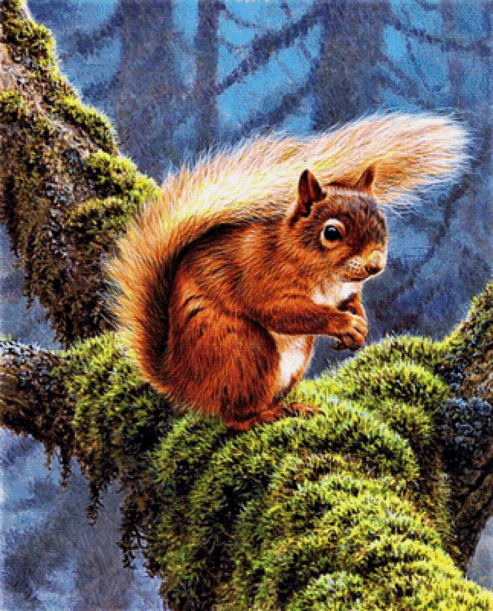 №1892177 - белка - предпросмотр