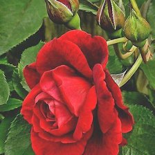 Схема вышивки «№1892758»