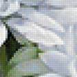 Предпросмотр схемы вышивки «Серия "Хризантемы"» (№1893396)