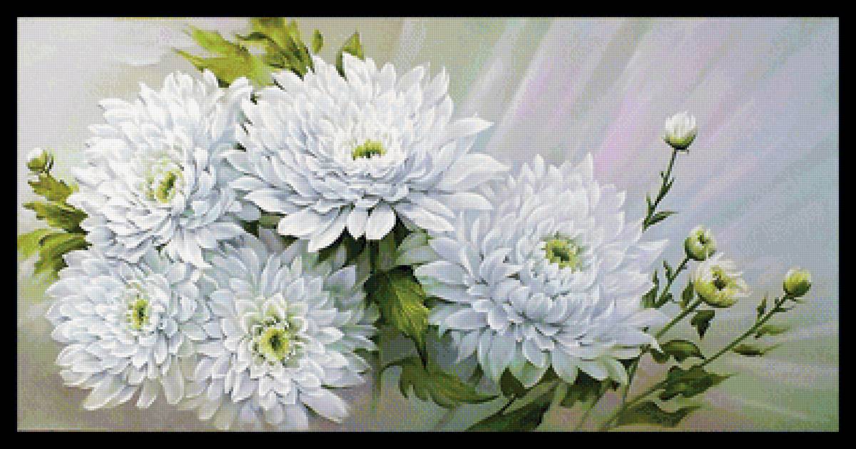 Серия "Хризантемы" - флора, цветы, хризантемы - предпросмотр