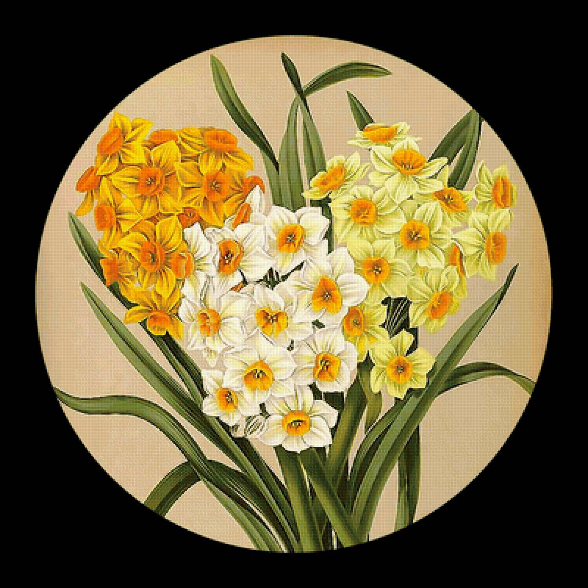 Серия "Нарциссы" - флора, цветы, нарциссы - предпросмотр