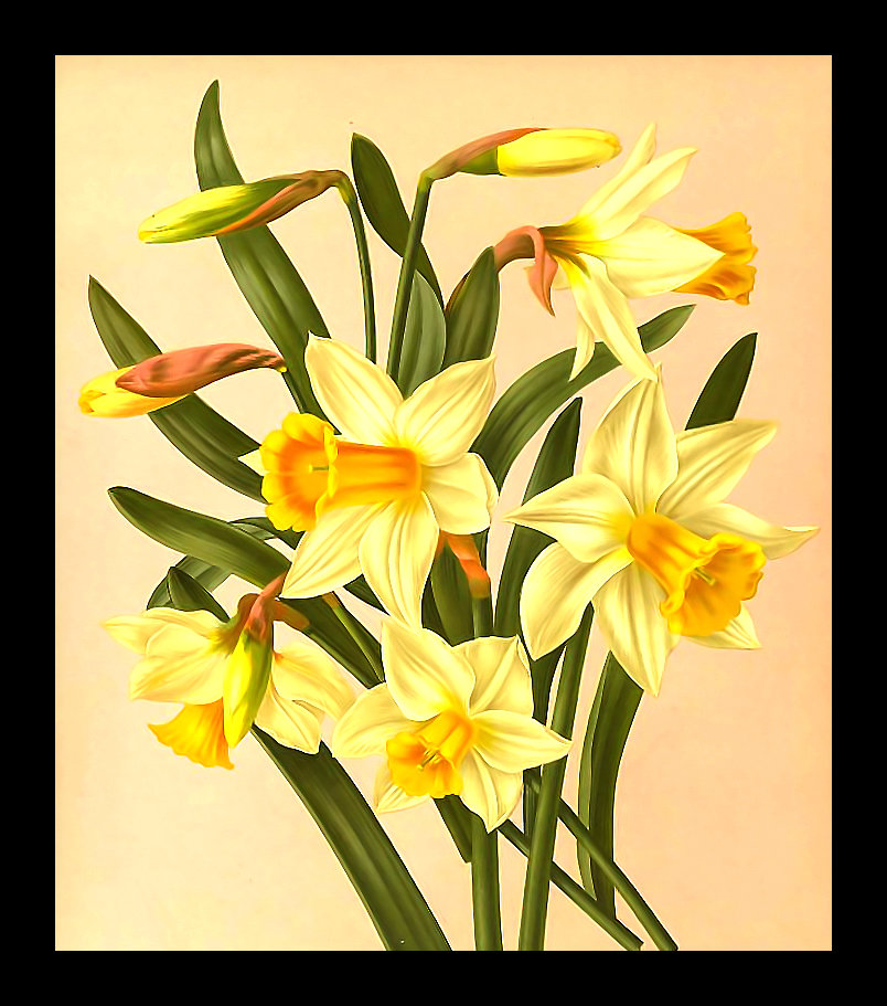 Серия "Нарциссы" - цветы, нарциссы, флора - оригинал
