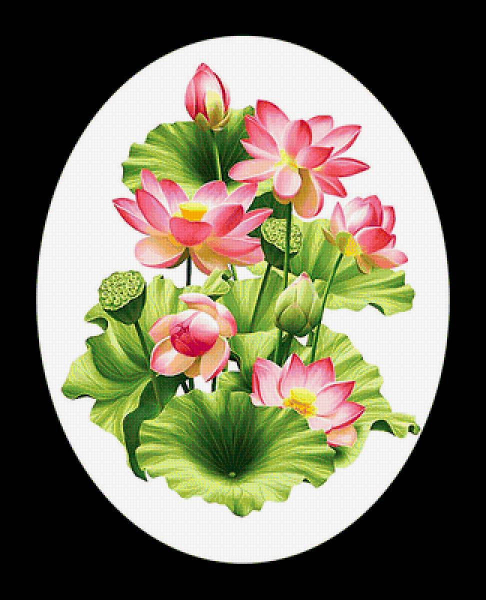 Серия "Лотосы" - цветы, лотосы, флора - предпросмотр