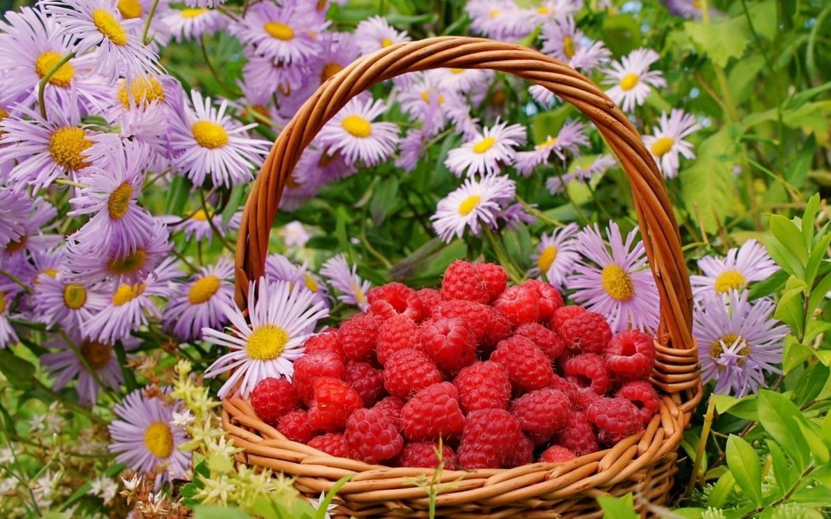 МАЛИНА - малина - оригинал