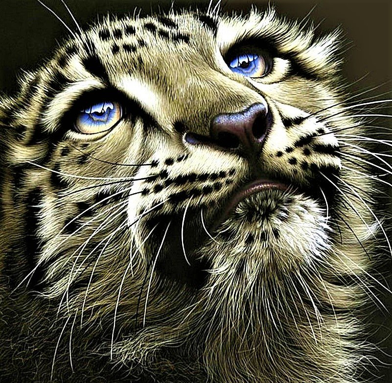 №1894236 - снежный барс - оригинал