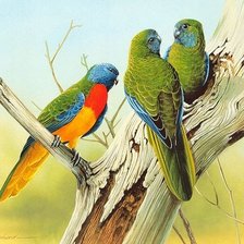 Оригинал схемы вышивки «Семья попугаев» (№1894395)