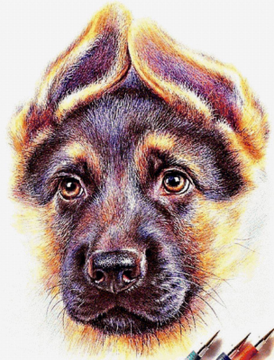 №1894814 - щенок - предпросмотр