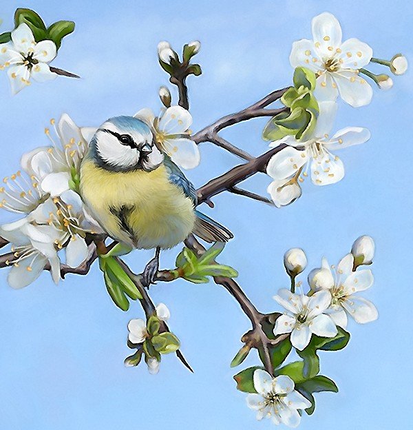 синица - птицы - оригинал