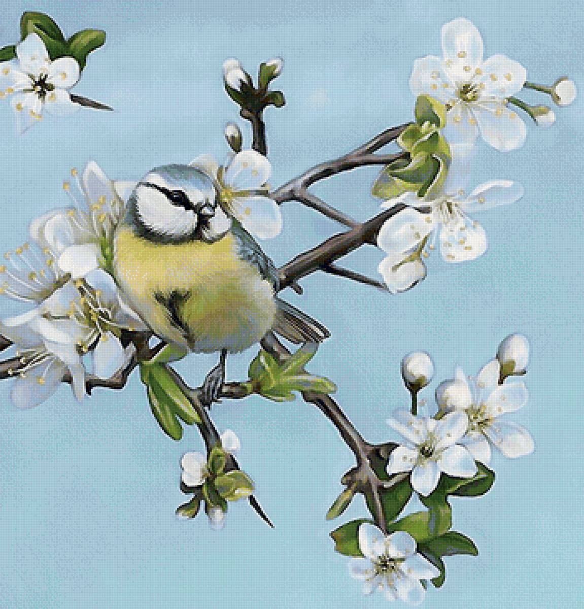 синица - птицы - предпросмотр