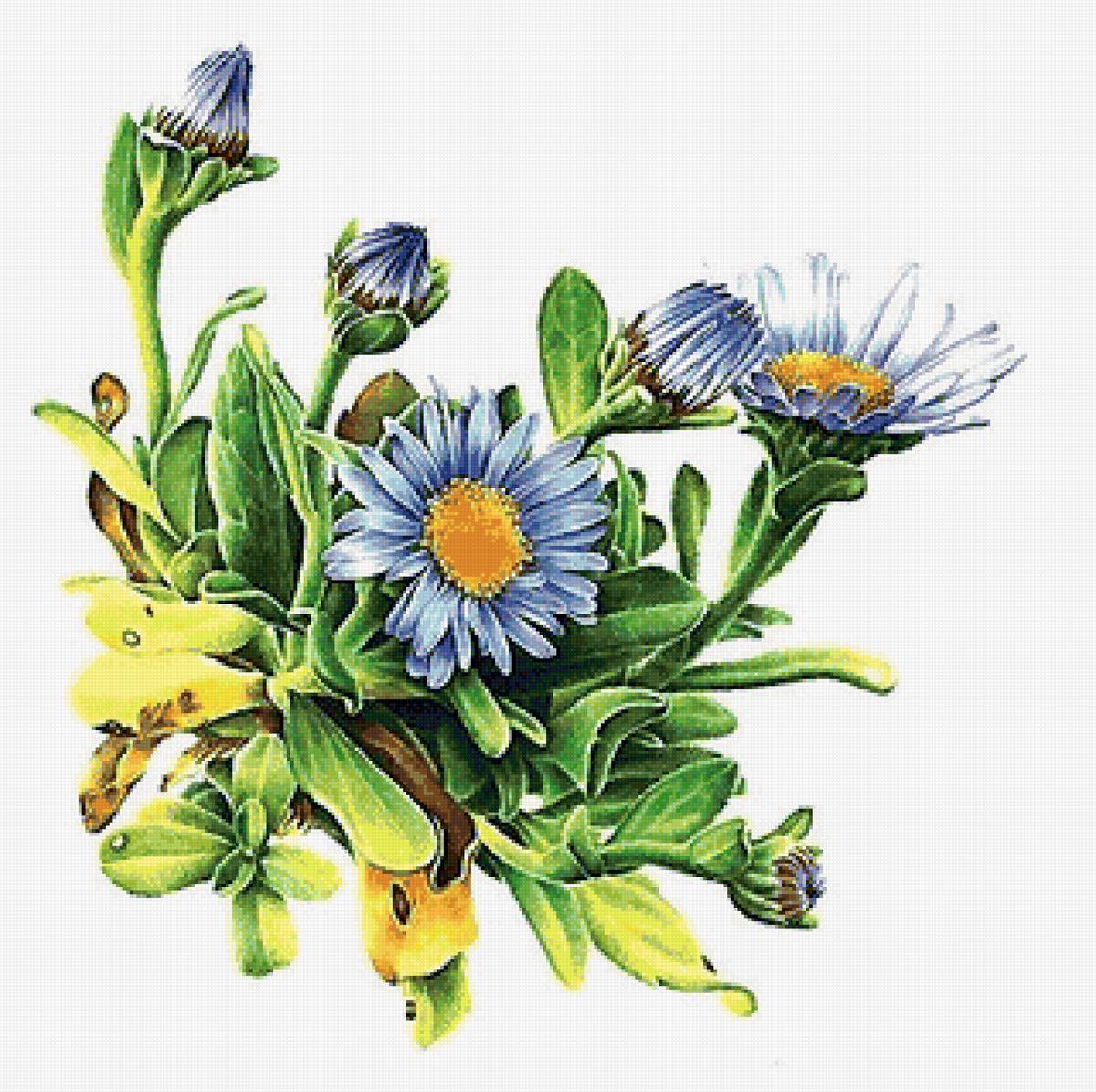 цветы - предпросмотр