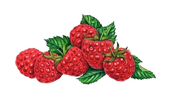 МАЛИНА - оригинал