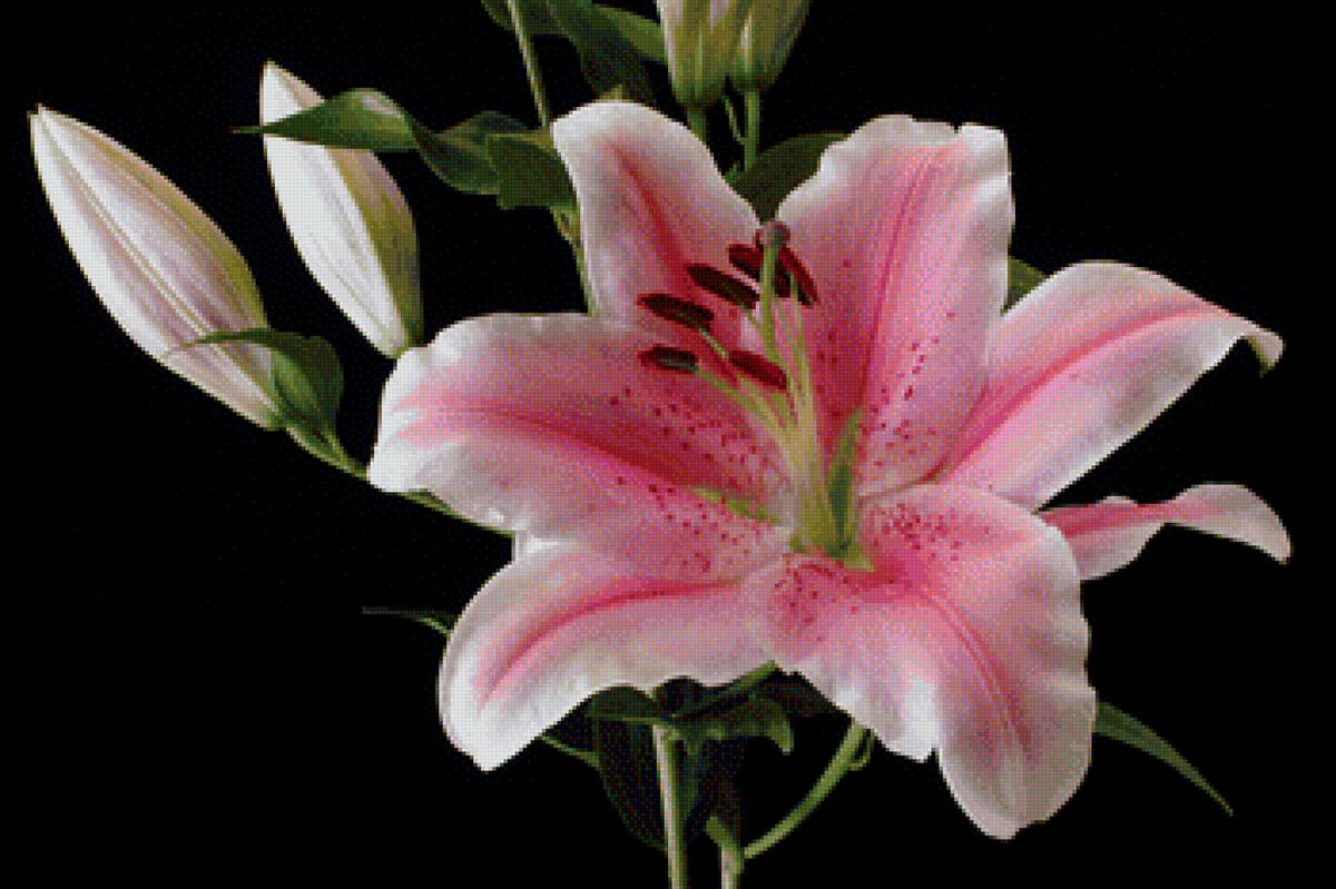 Цветок - цветок, цветы, лилия - предпросмотр