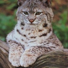 Схема вышивки «Рысёнок»