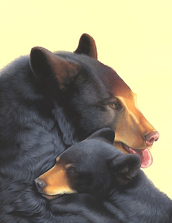 медведи - мир животных - оригинал