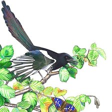 Схема вышивки «сорока»