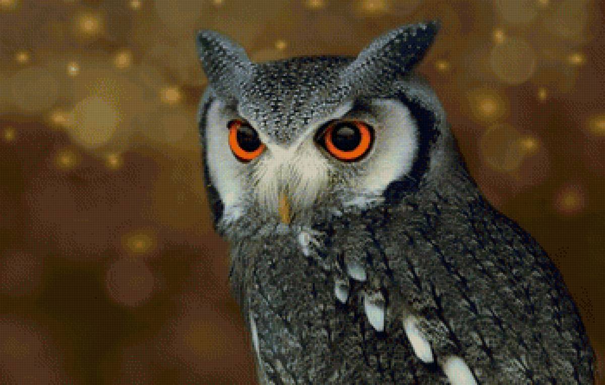 Сова - рисунок, сова, птица - предпросмотр