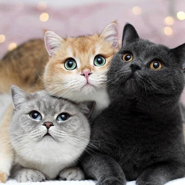 Котики - оригинал