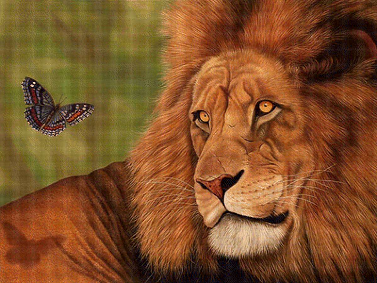Лев и мотылёк - лев, мотылек, рисунок, животные - предпросмотр