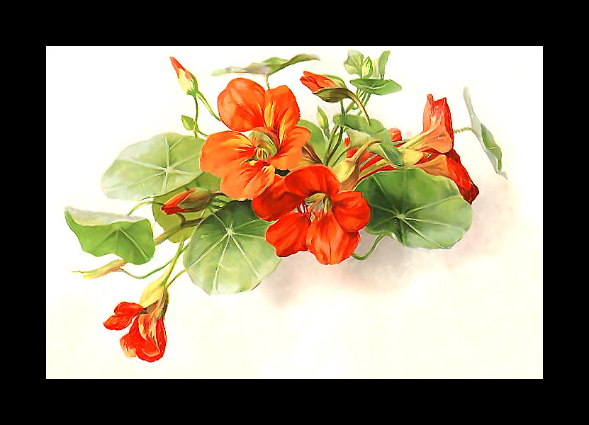 Серия "Настурции" - настурции, цветы, флора - оригинал
