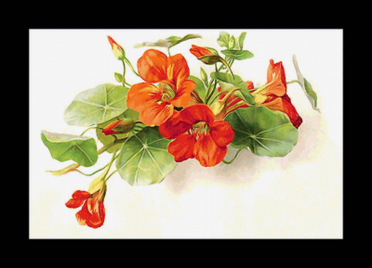 Серия "Настурции" - настурции, цветы, флора - предпросмотр