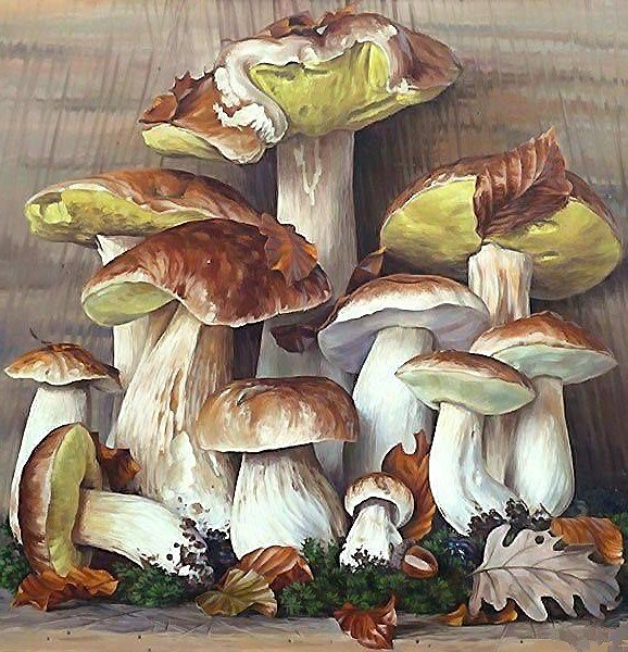 ГРИБЫ - оригинал