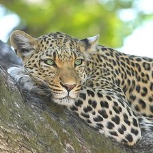 Схема вышивки «леопард»