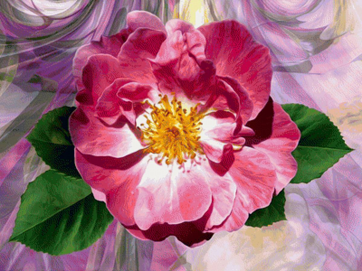 Шиповник - цветы, цветок, шиповник - предпросмотр