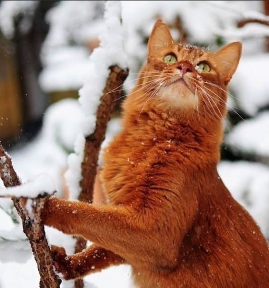 Рыжик зимой - оригинал