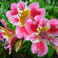 Схема вышивки «Алстромерия»