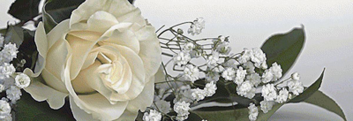 роза - предпросмотр