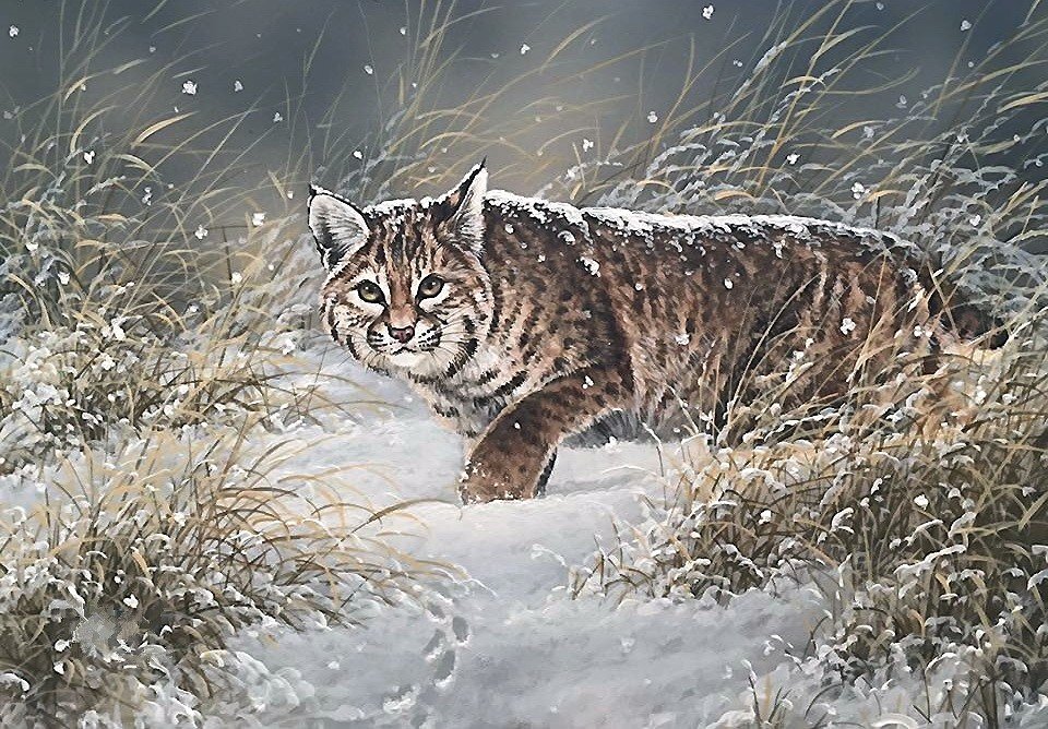 рысь - мир животных - оригинал